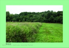 Stanowisko ślimaka winniczka w woj. wielkopolskim - BERZYNA