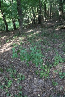 Rezerwat Gogulec 2019