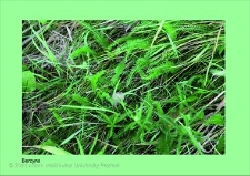 Stanowisko ślimaka winniczka w woj. wielkopolskim - BERZYNA