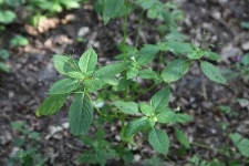 Rezerwat Gogulec 2019