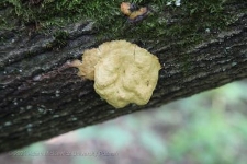 Rezerwat Gogulec 2019