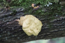 Rezerwat Gogulec 2019