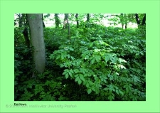 Stanowisko ślimaka winniczka w woj. wielkopolskim - BĘDLEWO