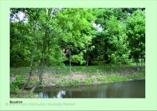 Stanowisko ślimaka winniczka w woj. wielkopolskim - BOCZKÓW