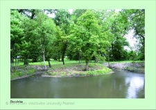 Stanowisko ślimaka winniczka w woj. wielkopolskim - BOCZKÓW