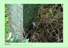 Stanowisko ślimaka winniczka w woj. wielkopolskim - BOCZKÓW