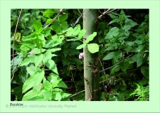 Stanowisko ślimaka winniczka w woj. wielkopolskim - BOCZK&Oacute;W