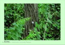 Stanowisko ślimaka winniczka w woj. wielkopolskim - BOCZKÓW