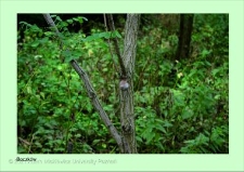 Stanowisko ślimaka winniczka w woj. wielkopolskim - BOCZKÓW