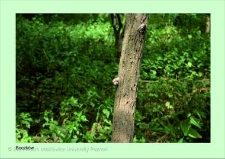 Stanowisko ślimaka winniczka w woj. wielkopolskim - BOCZKÓW