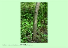 Stanowisko ślimaka winniczka w woj. wielkopolskim - BOCZKÓW