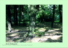 Stanowisko ślimaka winniczka w woj. wielkopolskim - BOJANOWO