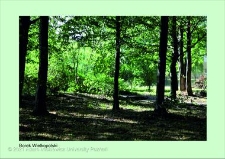 Stanowisko ślimaka winniczka w woj. wielkopolskim - BOJANOWO