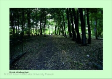 Stanowisko ślimaka winniczka w woj. wielkopolskim - BOJANOWO