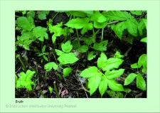 Stanowisko ślimaka winniczka w woj. wielkopolskim - BRALIN