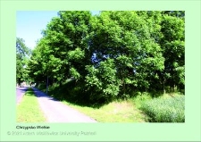 Stanowisko ślimaka winniczka w woj. wielkopolskim - CHRZYPSKO WIELKIE