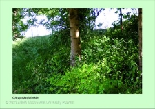 Stanowisko ślimaka winniczka w woj. wielkopolskim - CHRZYPSKO WIELKIE