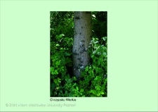 Stanowisko ślimaka winniczka w woj. wielkopolskim - CHRZYPSKO WIELKIE