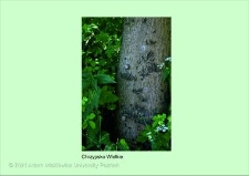 Stanowisko ślimaka winniczka w woj. wielkopolskim - CHRZYPSKO WIELKIE