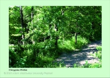 Stanowisko ślimaka winniczka w woj. wielkopolskim - CHRZYPSKO WIELKIE