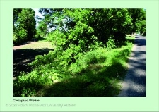 Stanowisko ślimaka winniczka w woj. wielkopolskim - CHRZYPSKO WIELKIE