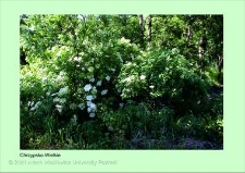 Stanowisko ślimaka winniczka w woj. wielkopolskim - CHRZYPSKO WIELKIE