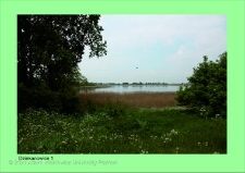 Stanowisko ślimaka winniczka w woj. wielkopolskim - DZIEKANOWICE