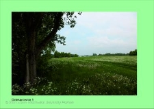 Stanowisko ślimaka winniczka w woj. wielkopolskim - DZIEKANOWICE