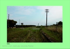 Stanowisko ślimaka winniczka w woj. wielkopolskim - GOLA