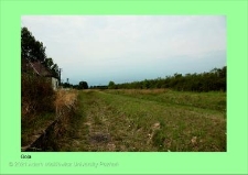 Stanowisko ślimaka winniczka w woj. wielkopolskim - GOLA