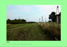 Stanowisko ślimaka winniczka w woj. wielkopolskim - GOLA