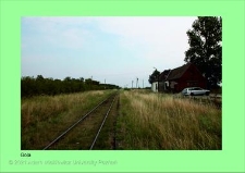 Stanowisko ślimaka winniczka w woj. wielkopolskim - GOLA