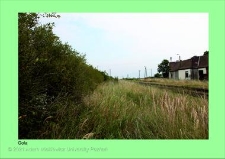 Stanowisko ślimaka winniczka w woj. wielkopolskim - GOLA