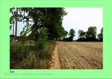 Stanowisko ślimaka winniczka w woj. wielkopolskim - GOLA