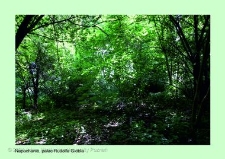 Stanowisko ślimaka winniczka w woj. wielkopolskim - NAPACHANIE