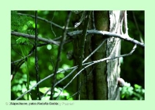 Stanowisko ślimaka winniczka w woj. wielkopolskim - NAPACHANIE