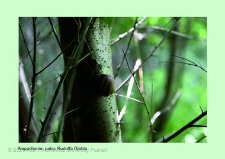 Stanowisko ślimaka winniczka w woj. wielkopolskim - NAPACHANIE