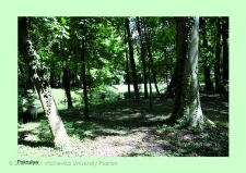 Stanowisko ślimaka winniczka w woj. wielkopolskim - PAKOSŁAW