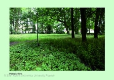 Stanowisko ślimaka winniczka w woj. wielkopolskim - PARZĘCZEWO