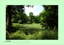 Stanowisko ślimaka winniczka w woj. dolnośląskim - Białołęka