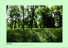 Stanowisko ślimaka winniczka w woj. dolnośląskim - Białołęka