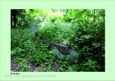 Stanowisko ślimaka winniczka w woj. dolnośląskim - Białołęka