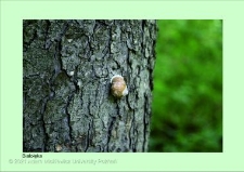 Stanowisko ślimaka winniczka w woj. dolnośląskim - Białołęka