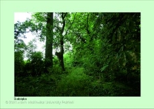 Stanowisko ślimaka winniczka w woj. dolnośląskim - Białołęka