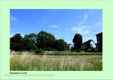 Stanowisko ślimaka winniczka w woj. dolnośląskim - Bogusz&oacute;w-Gorce