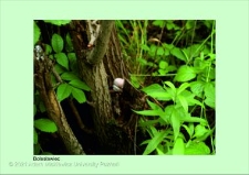 Stanowisko ślimaka winniczka w woj. dolnośląskim - Bolesławiec