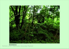 Stanowisko ślimaka winniczka w woj. dolnośląskim - Bolesławiec