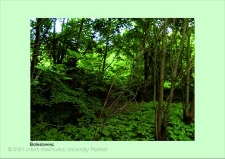 Stanowisko ślimaka winniczka w woj. dolnośląskim - Bolesławiec