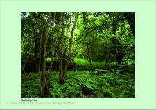 Stanowisko ślimaka winniczka w woj. dolnośląskim - Bolesławiec