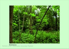 Stanowisko ślimaka winniczka w woj. dolnośląskim - Bolesławiec